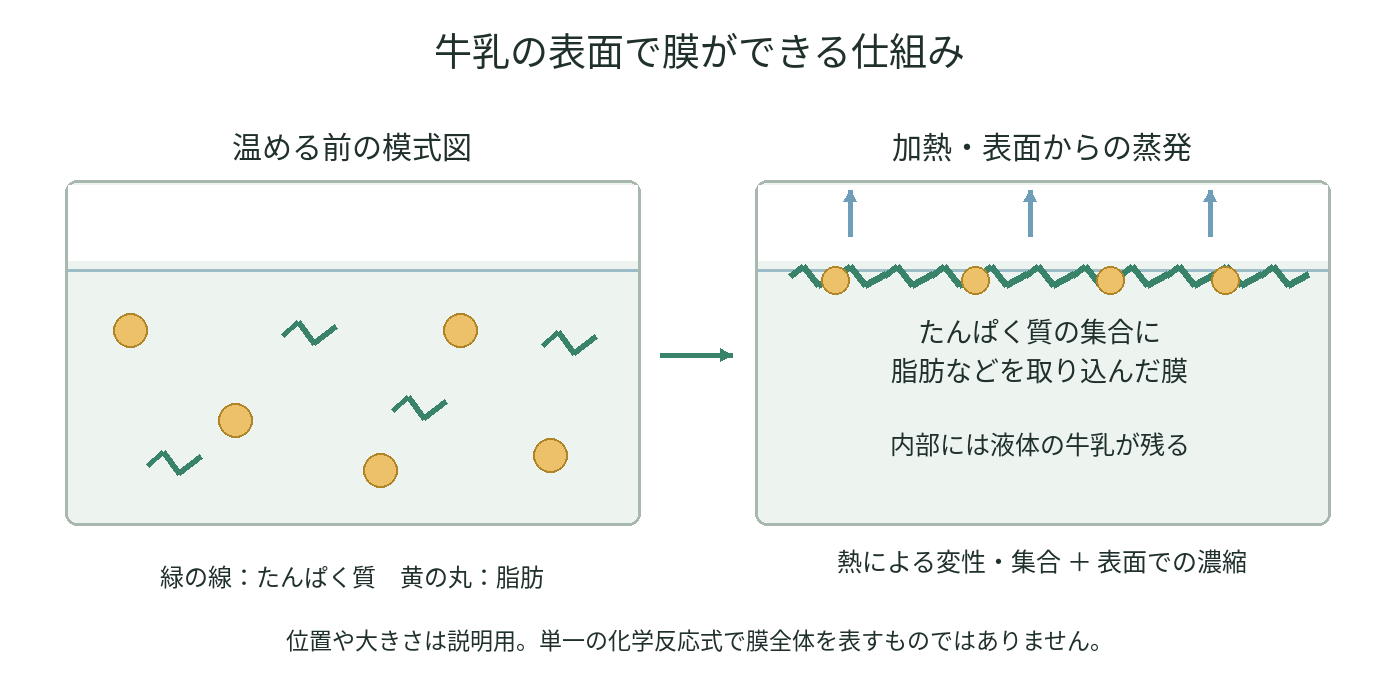 牛乳中に分散するたんぱく質と脂肪が、加熱と表面からの蒸発により表面の膜をつくる模式図